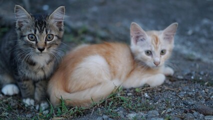 two kittens sitting relaxed on the ground, one orange the other grey