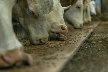Feeding time at an indoor cowshed of a farm