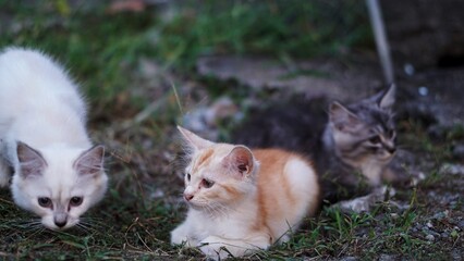 two kittens in the garden