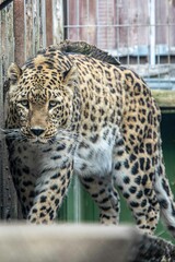 leopard in the zoo