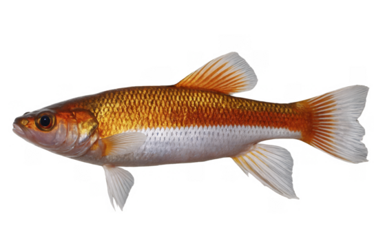 An intricately detailed golden rudd fish isolated against a transparent, white background to be used as a png for educational or design needs