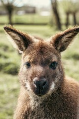 kangaroo portrait
