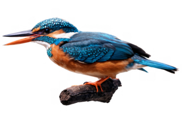 A vibrant kingfisher bird perched on a branch, set against a transparent, white background, png