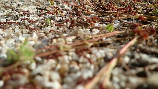 Red ant migration on a very warm day. Habitat modification as a consequence of global warming. Middle plane, sunny day, diagonal composition, selective focus, copyspace.