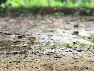 Water and mud in the meadow and forest background