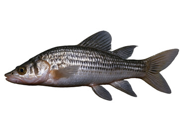 Fototapeta premium A single freshwater fish with detailed scales on a transparent, white background, png, suitable for educational content