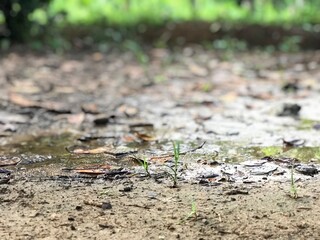 Water and mud in the meadow and forest background