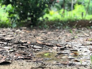 Water and mud in the meadow and forest background