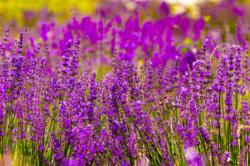 Naklejka premium Lavender flowers on field