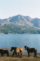 Analog Photo of Wild Horses in Baixa Limia - Serra do Xur&eacute;s Natural Park in Galicia