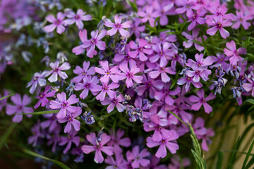 Fototapeta premium Colorful flowers in the garden. 