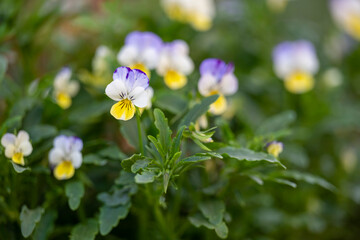 Obraz premium Colorful flowers in the garden. 