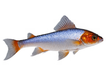 A colorful fish with orange and blue tones isolated on a transparent, white background in png format, perfect for educational and aquatic themes