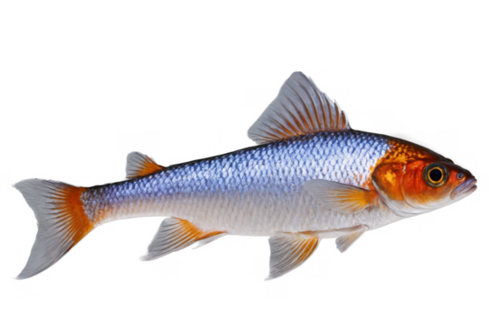 A colorful fish with orange and blue tones isolated on a transparent, white background in png format, perfect for educational and aquatic themes