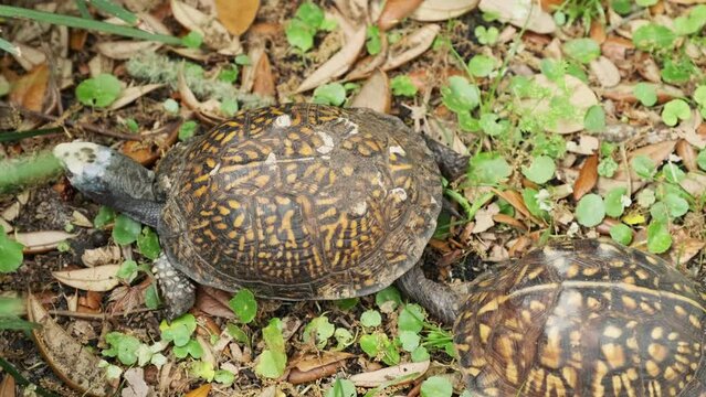Male eastern box turtle dragging a female into the bushes outdoors in Florida