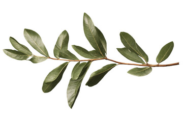 A long and leafy olive branch detailing the natural look, isolated on a transparent, white background, png
