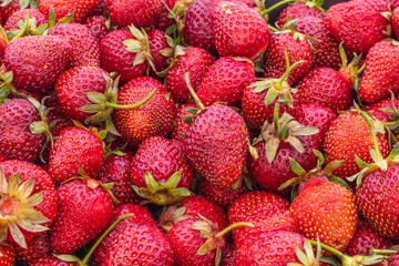 Strawberries with leaves, Red fruit background. Fresh berries top view.