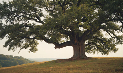 old oak tree on top of hill