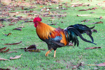 rooster on Kauai Hawaii with leaves in the background