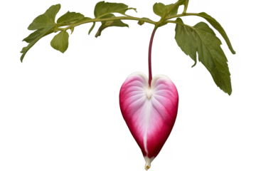 A unique heart-shaped flower with pink and white gradients on a transparent, white background, png, highlighting its delicate beauty