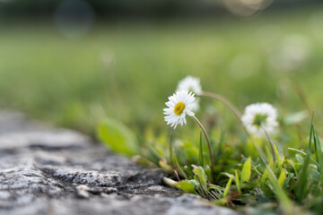 close up of daisy in the grass