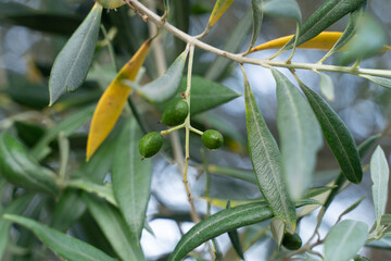 olives and leaves on a tree