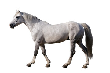 Obraz premium A majestic white horse stands isolated on a white background, suited for projects requiring png and transparent layers
