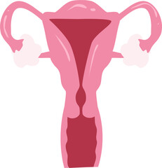 Human organ Illustration. Female reproductive system. Uterus.