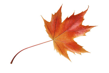 A single maple leaf against transparent, white background, png, symbolizing autumn and change