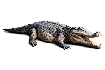 Obraz premium Detailed alligator isolated on a white background, suitable for educational and commercial use, png, transparent