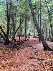 Fototapeta premium autumn in the forest