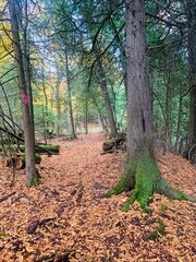 Fototapeta premium moss prefers to face north
