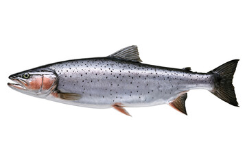 Obraz premium Detailed image of an Atlantic Salmon with a transparent, white background in png format, showcasing its natural beauty