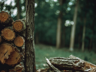 Stack of Cut Wood in Rural Forest in Eastern Europe - Sustainable Forestry Practices