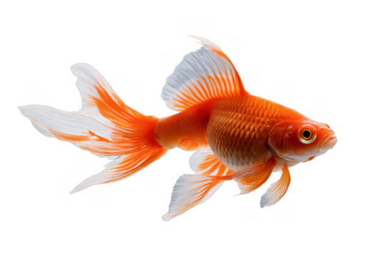 An orange goldfish with flowing fins and tail, showcased on transparent, white background, png format ideal for designs