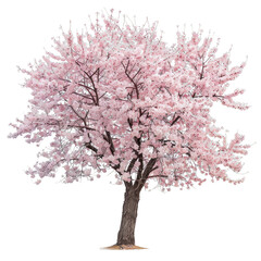 A vibrant cherry blossom tree in full bloom with delicate pink flowers, isolated on white background, symbolizing the fleeting beauty of spring