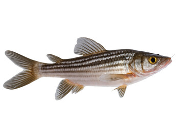 An image of a single gray fish captured with fine details showing its scales and fins on a transparent, white background, formatted as png