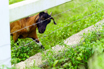 Curious goat looking at the camera over the fence