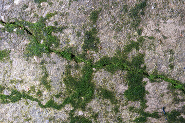 The photo shows green moss growing on a cracked concrete surface.