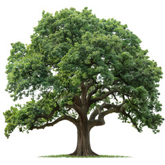 Isolated on white background, a majestic oak tree with a wide canopy of lush green leaves and a sturdy trunk, symbolizing strength and longevity in nature