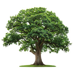 Obraz premium Isolated on white background, a majestic oak tree with a wide canopy of lush green leaves and a sturdy trunk, symbolizing strength and longevity in nature