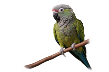 A vivid green parrot looking sideways while perched on a branch, with transparent, png, on a white background