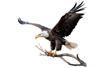 Majestic eagle landing on a branch captured in this png image with a transparent, white background, ideal for educational material