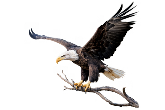 Majestic eagle landing on a branch captured in this png image with a transparent, white background, ideal for educational material