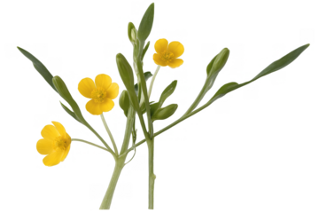 Bright yellow buttercup flowers with long green stems on a transparent, white background, png