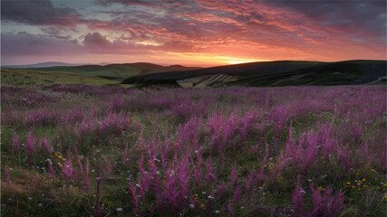 Beautiful panoramic natural landscape with a beautiful bright textured sunset over a field of purple wild grass and flowers. Selective focusing on foreground.
