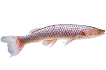 A pristine pink and silver Arowana glides, captured in png with a transparent backdrop