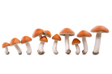 Line of fresh mushrooms with detailed caps and stems on a transparent png, white background