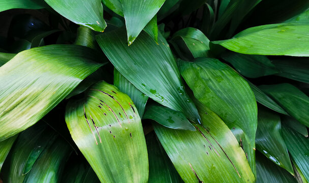 Aspidistra grandi verdi foglie si intrecciano bagnate dalla pioggia