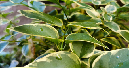 Pervinca maggiore Vinca major L. foglie bagnate dalla pioggia